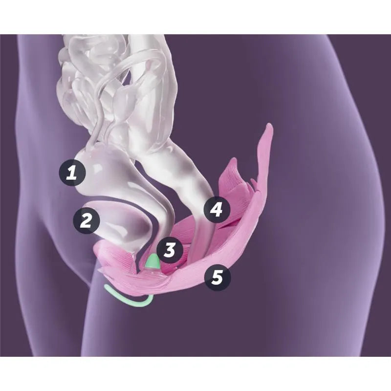 Elvie - Trainer Smart Kegel Exerciser Image 4