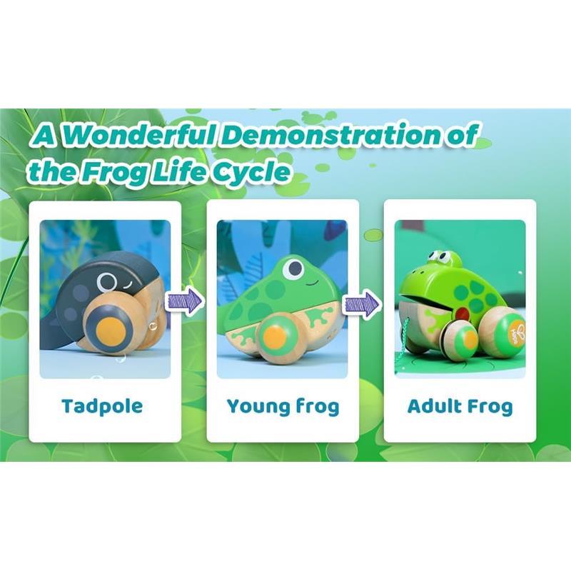 Hape - Pull Along Frog Family with Anti-Rollover Wheels Image 6